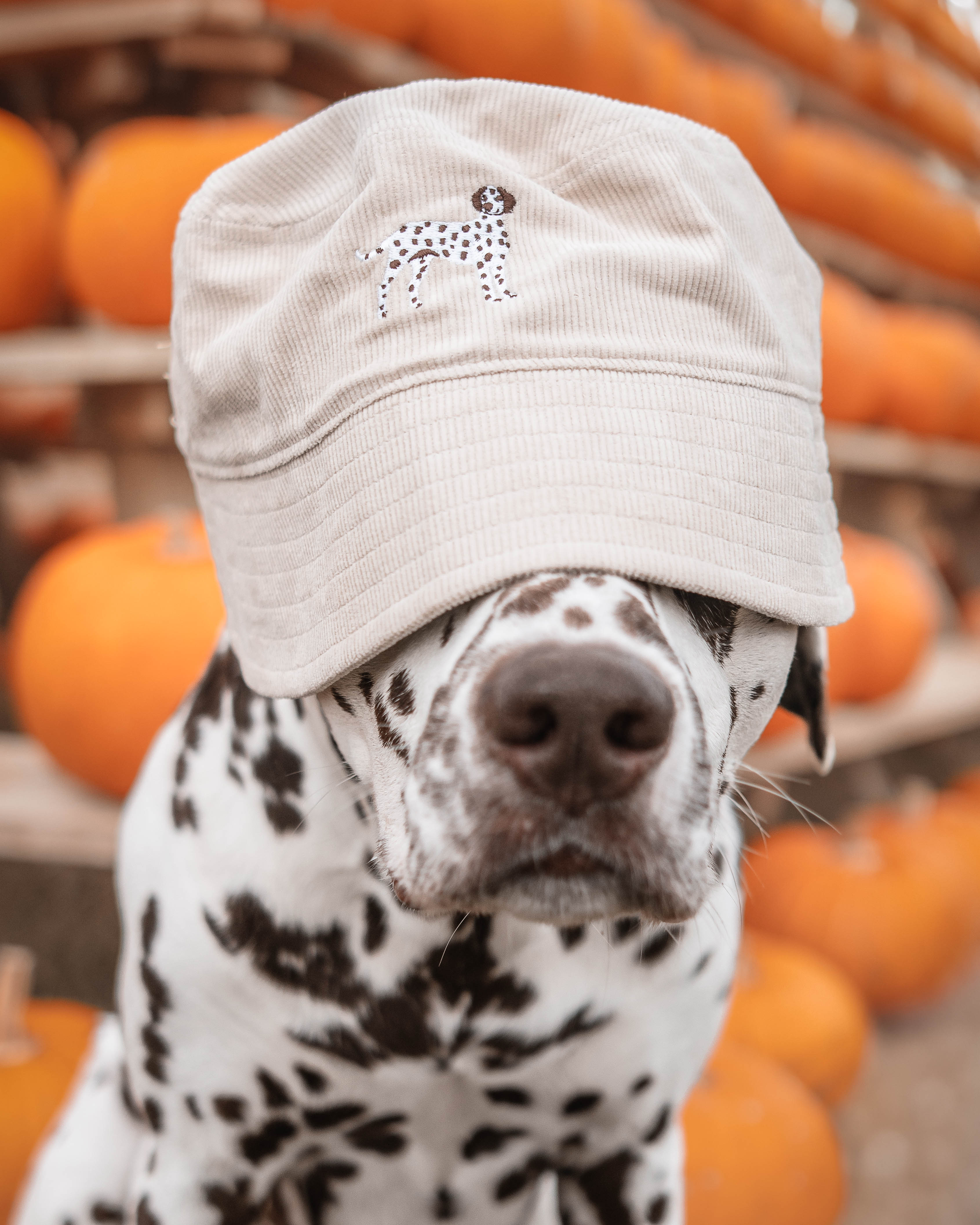Fischerhut Dalmatiner Cord aus Bio-Baumwolle in Steingrau von Heytoki